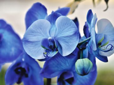 Niebieski kwiat przesadzonego storczyka