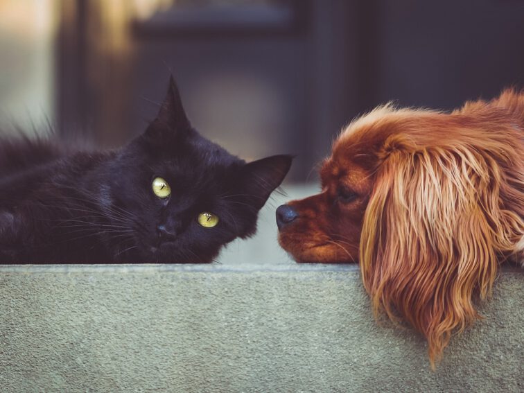 Kot i pies jako najbardziej popularne zwierzęta domowe