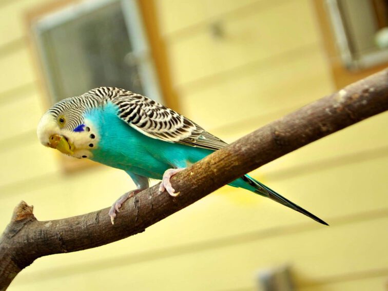 Kolorowa papuga falista jako zwierzę, które można trzymać w domu